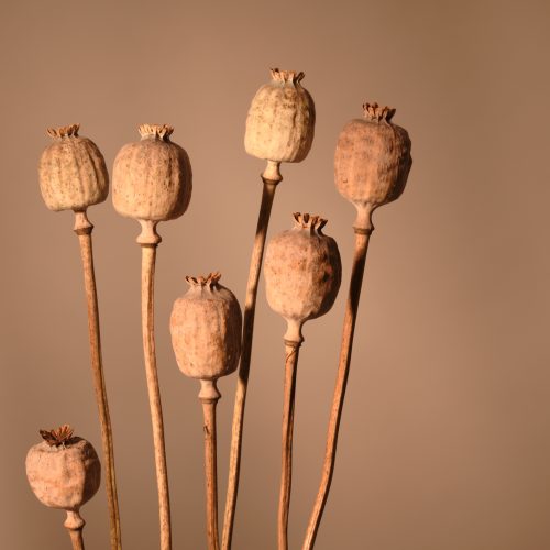 Bouquet of dried poppy plants in brown tones