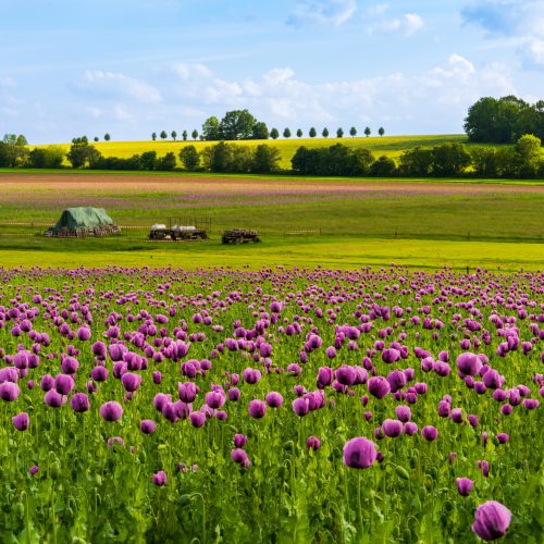 Wide view of purple poppy field with hay bales, tractor. Scenic rural landscape with vibrant flowers, farmland, ideal for agriculture, nature and countryside themes.
